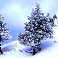Snow Trees - Rigi Moutain