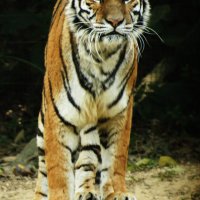 Bengal Tiger